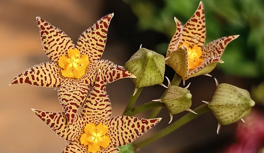Piaranthus geminatus ssp decorus 5 Seeds