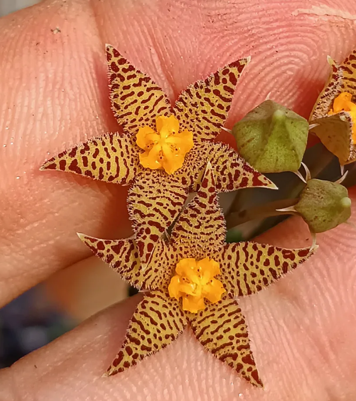 Piaranthus geminatus ssp decorus 5 Seeds