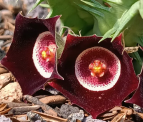 Huernia oculata 5 Seeds