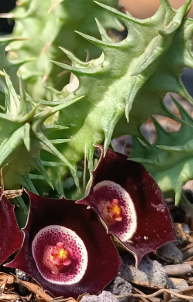 Huernia oculata 5 Seeds