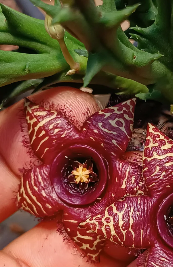 Orbea " Black Hole " 6 Seeds