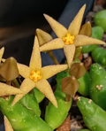 Piaranthus geminatus ssp. geminatus 5 Seeds