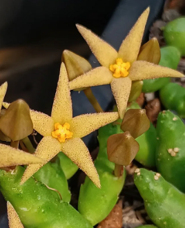 Piaranthus geminatus ssp. geminatus 5 Seeds