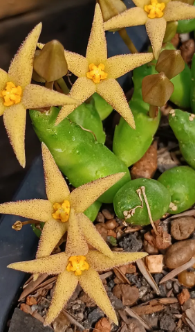 Piaranthus geminatus ssp. geminatus 5 Seeds