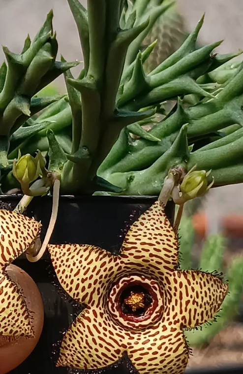 Orbea 'Galaxy' 6 Seeds