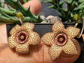 Orbea 'Galaxy' 6 Seeds
