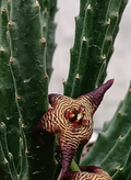 Stapelia cedrimontana 7 Seeds