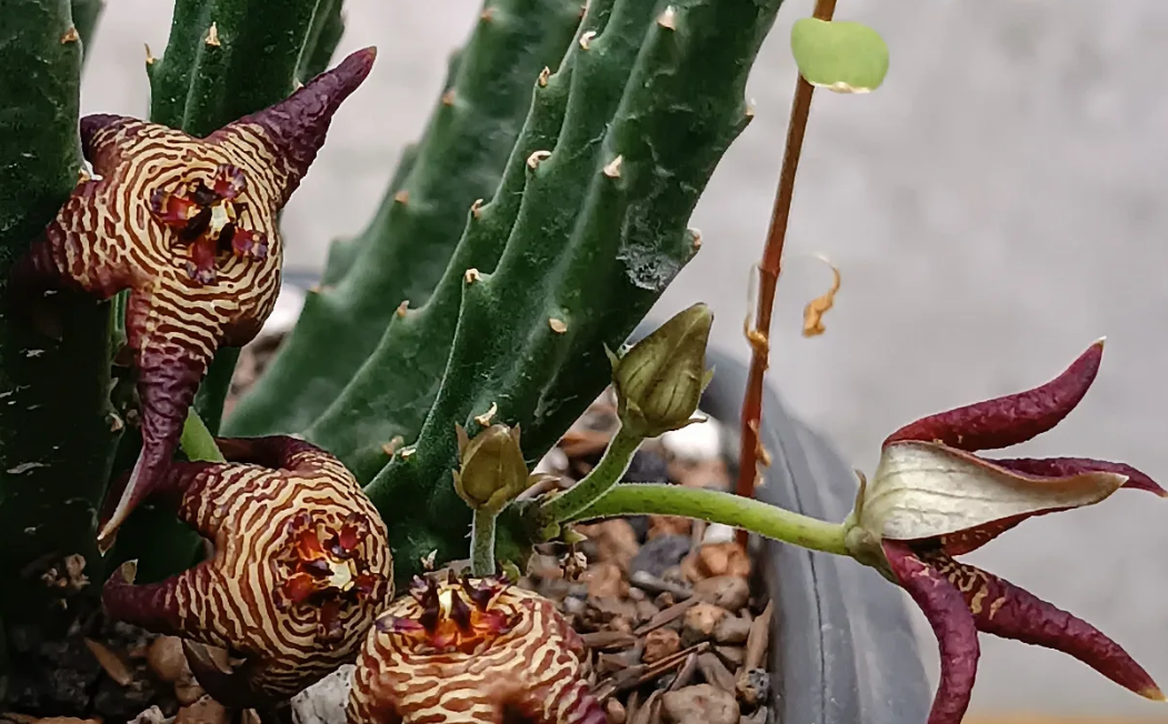 Stapelia cedrimontana 7 Seeds
