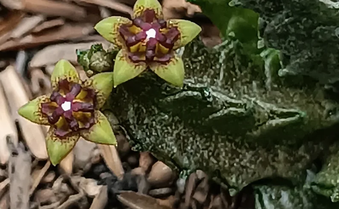 Pseudolithos mccoyi (yellow form) 5 Seeds