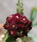 Caralluma shadbana 5 Seeds
