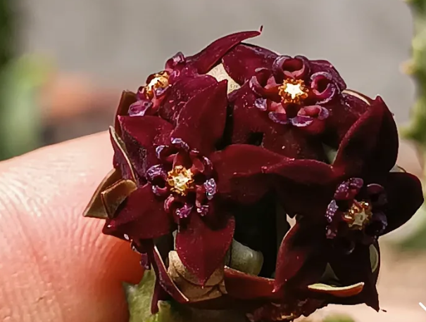 Caralluma shadbana 5 Seeds