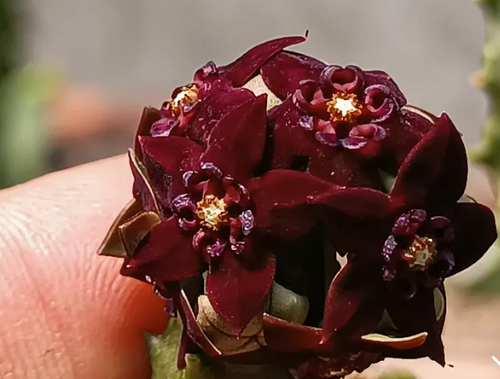Caralluma shadbana 5 Seeds