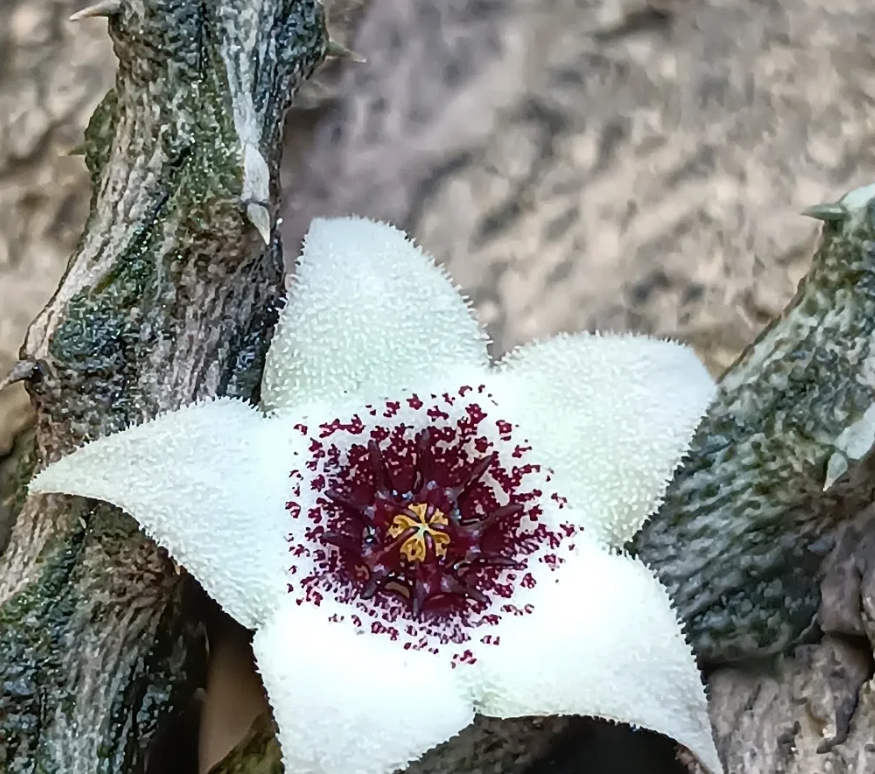 Stapelianthus arenarius 5 Seeds