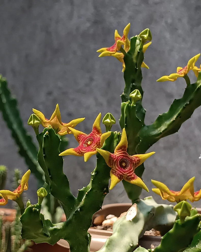 Caralluma 'Candle Flame' 5 Seeds