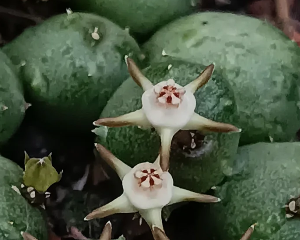 Duvalia parviflora 5 Seeds