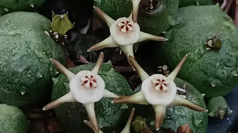 Duvalia parviflora 5 Seeds