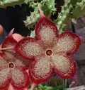 Edithcolea grandis Somalia 'Red Love' 5 Seeds