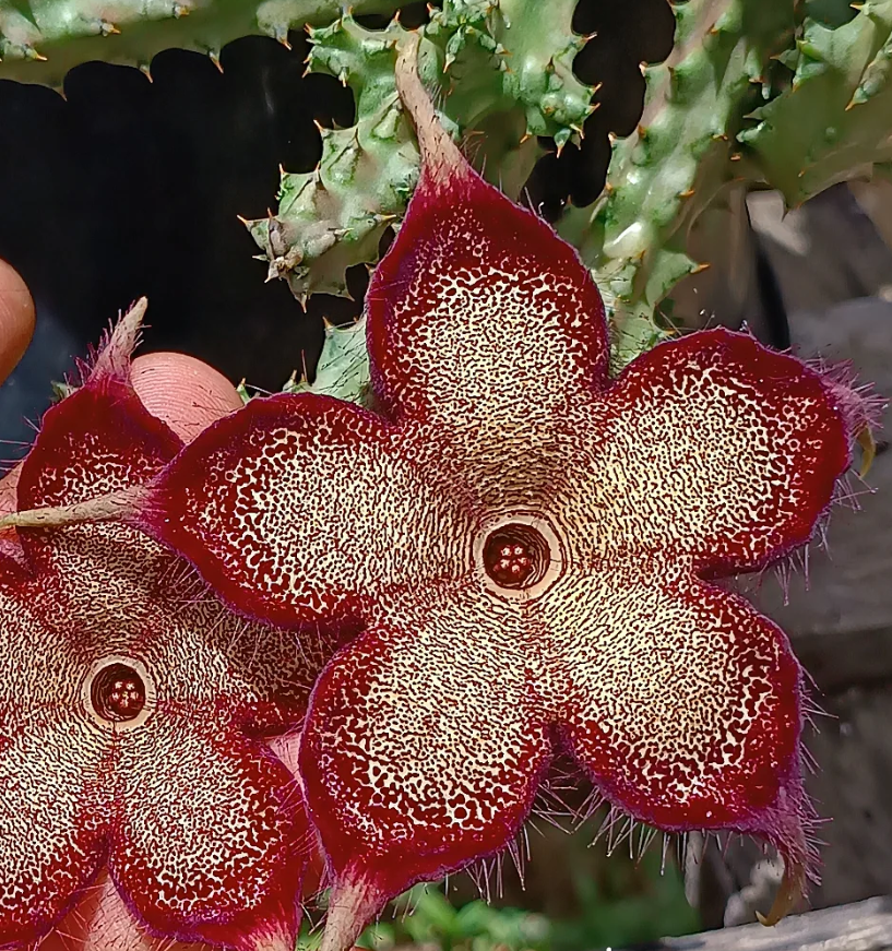 Edithcolea grandis Somalia 'Red Love' 5 Seeds