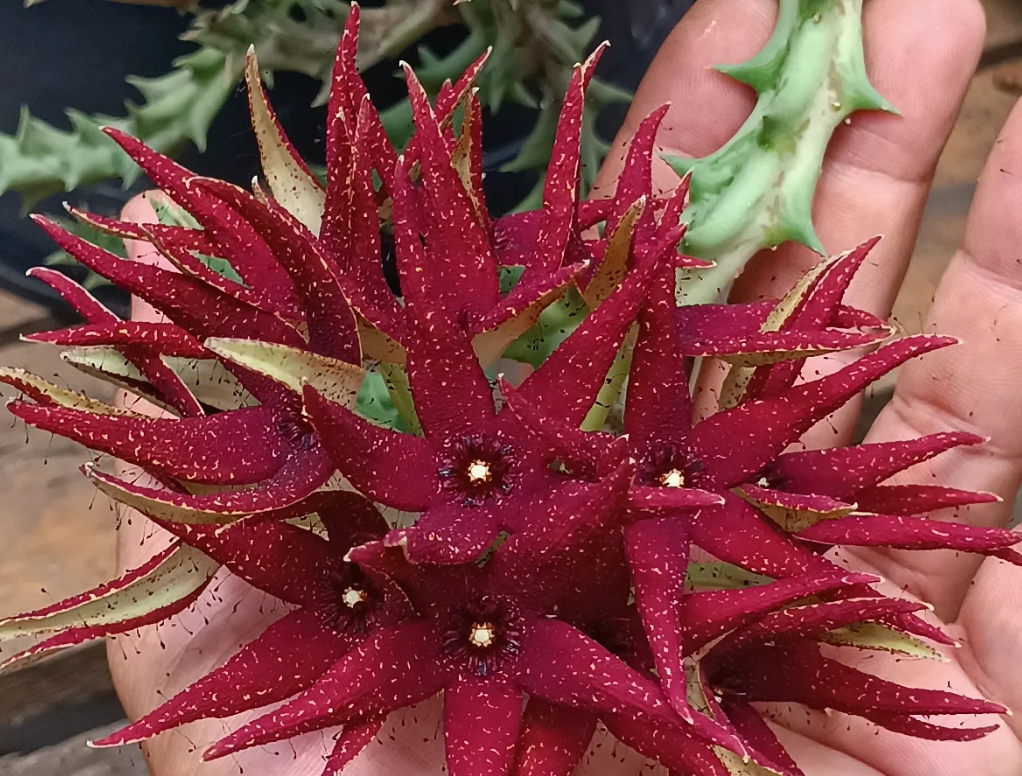 Orbea lutea ssp vaga 7 Seeds