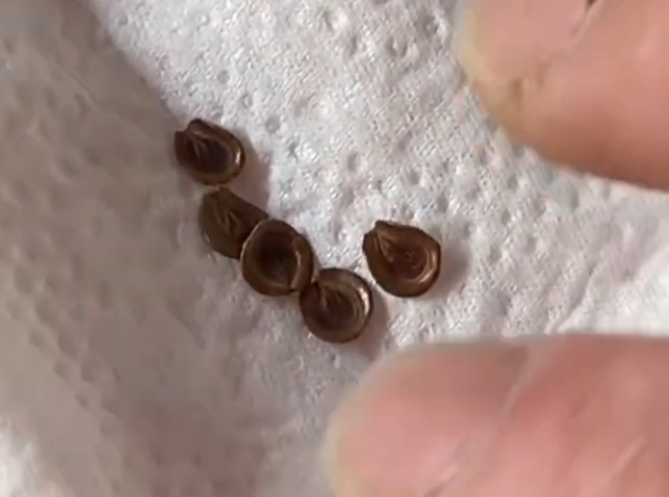 Whitesloanea crassa 6 Seeds