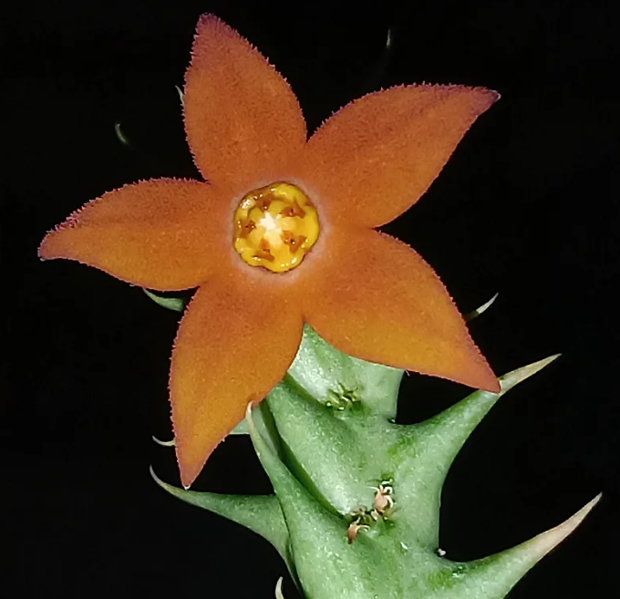 Orbea sprengeri 6 Seeds