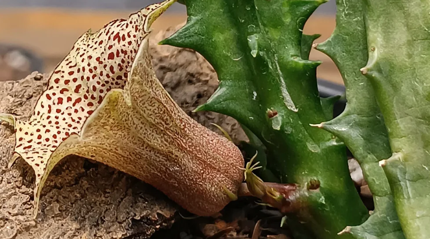 Huernia levyi 5 Seeds