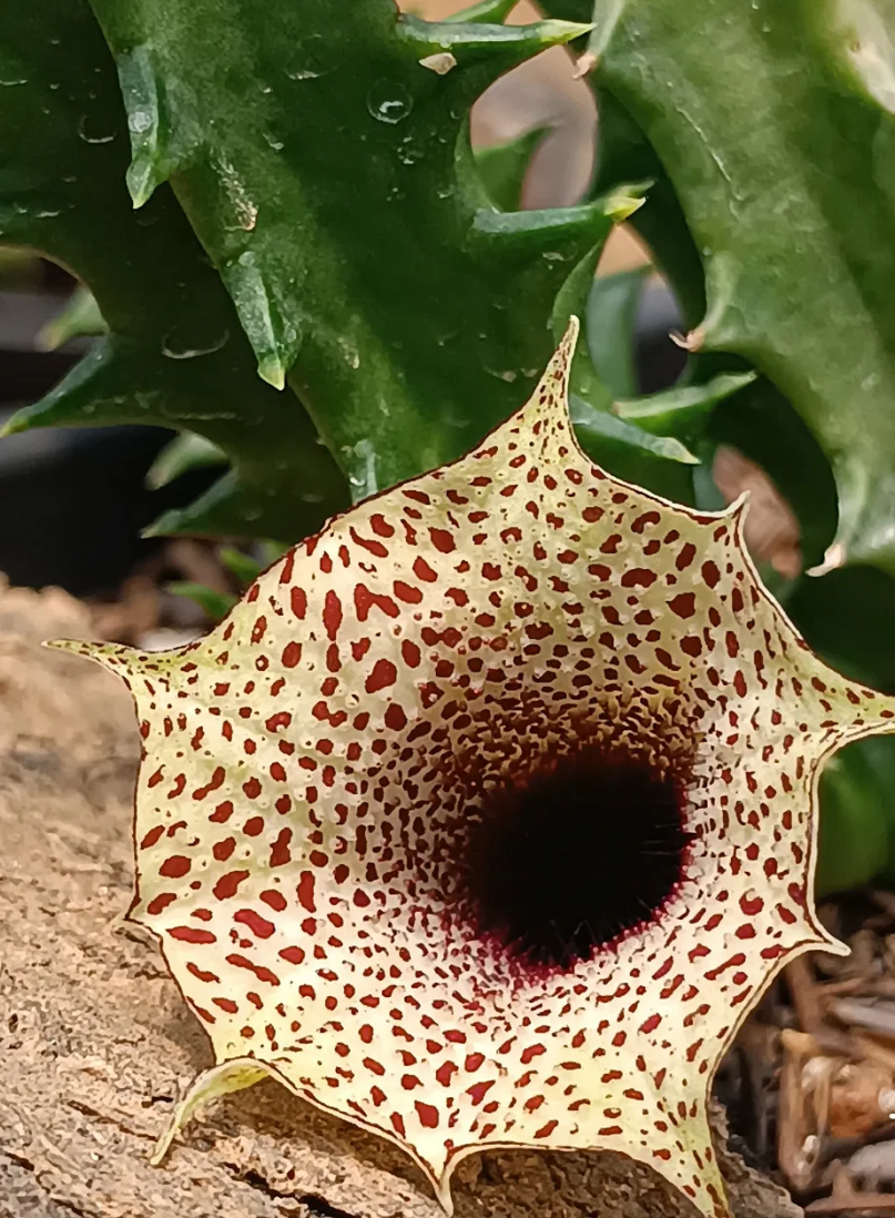 Huernia levyi 5 Seeds