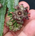 Caralluma hexagona x Lavranos 5 Seeds