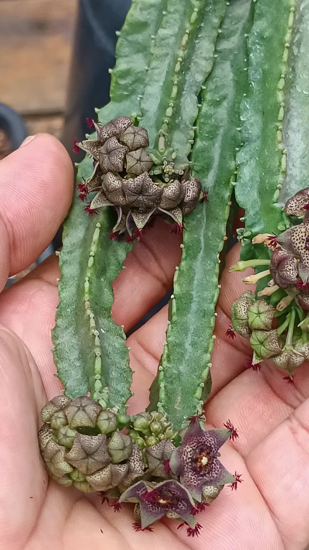Caralluma hexagona x Lavranos 5 Seeds