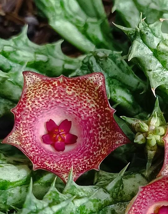 Stapelianthuervalia 'Rose Gold' 5 Seeds