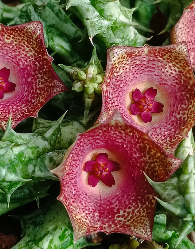 Stapelianthuervalia 'Rose Gold' 5 Seeds
