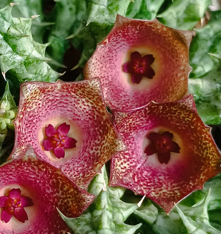 Stapelianthuervalia 'Rose Gold' 5 Seeds
