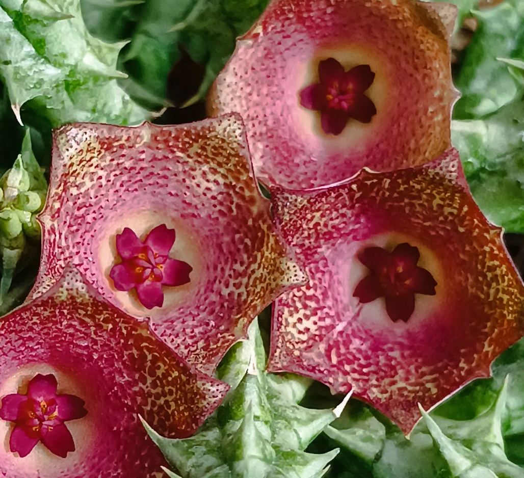 Stapelianthuervalia 'Rose Gold' 5 Seeds