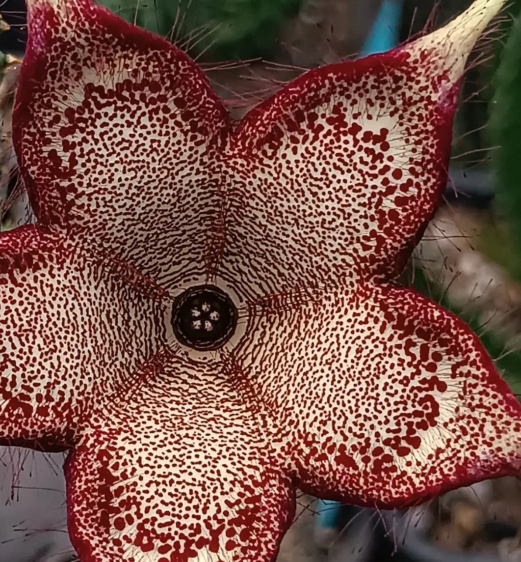Edithcolea grandis 'Violet' 5 Seeds