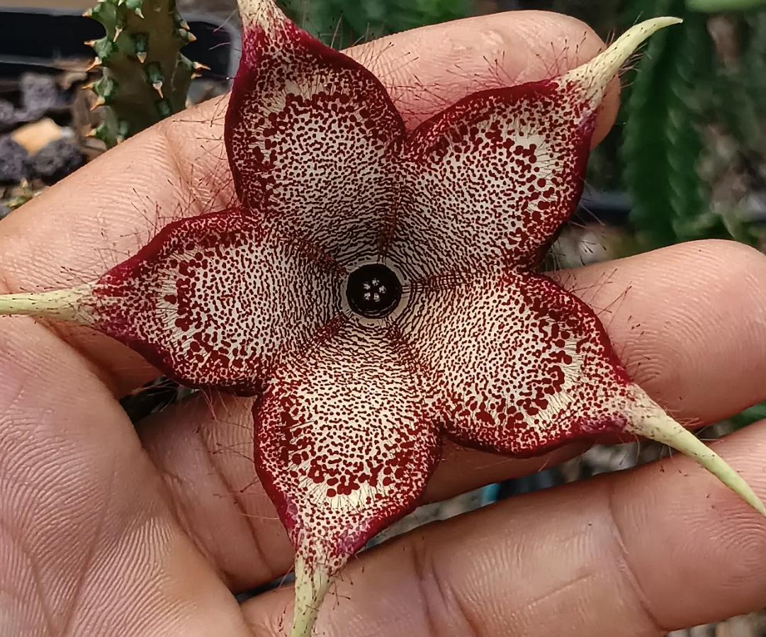 Edithcolea grandis 'Violet' 5 Seeds