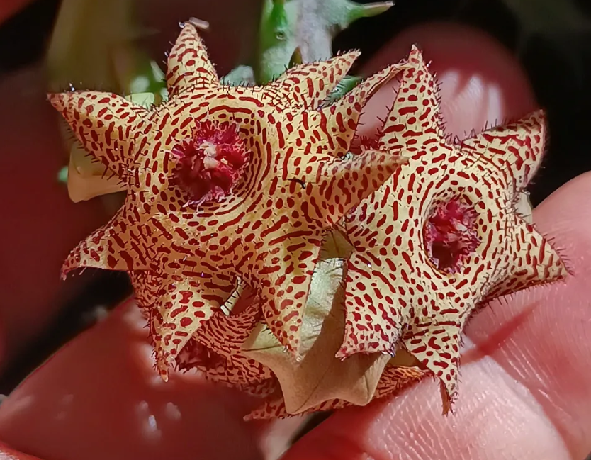 Huervalluma 'Simetrium' 6 Seeds