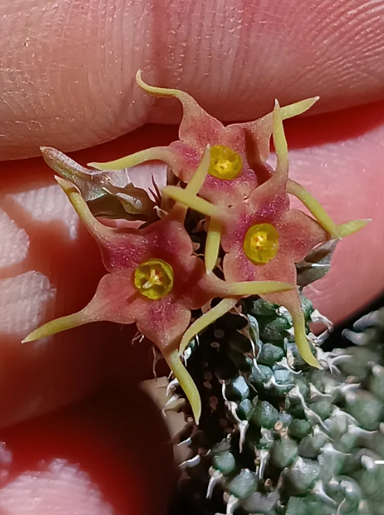 Echidnopsis angustiloba 5 Seeds