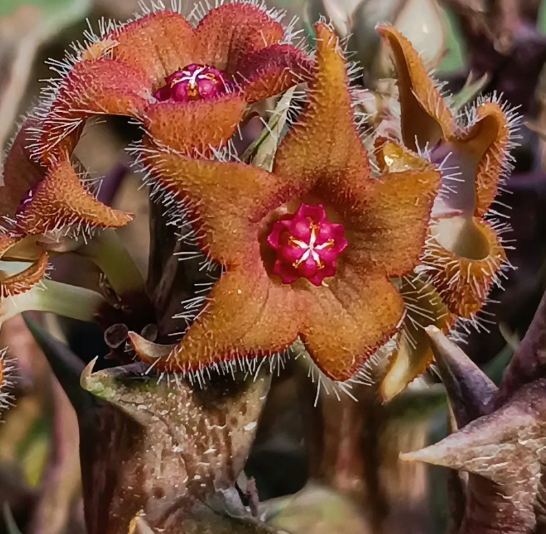 Orbea 'Cupid' 6 Seeds
