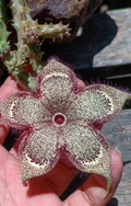 Edithcolea grandis Somalia 5 Seeds