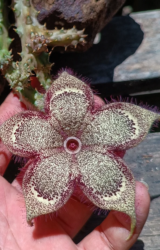 Edithcolea grandis Somalia 5 Seeds