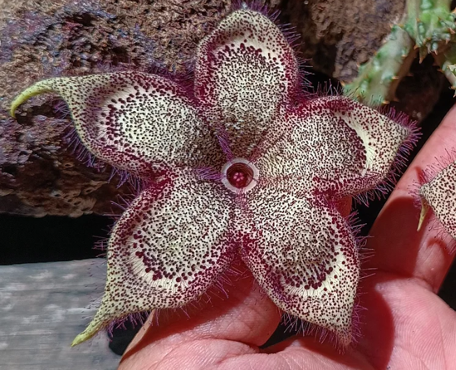 Edithcolea grandis Somalia 5 Seeds