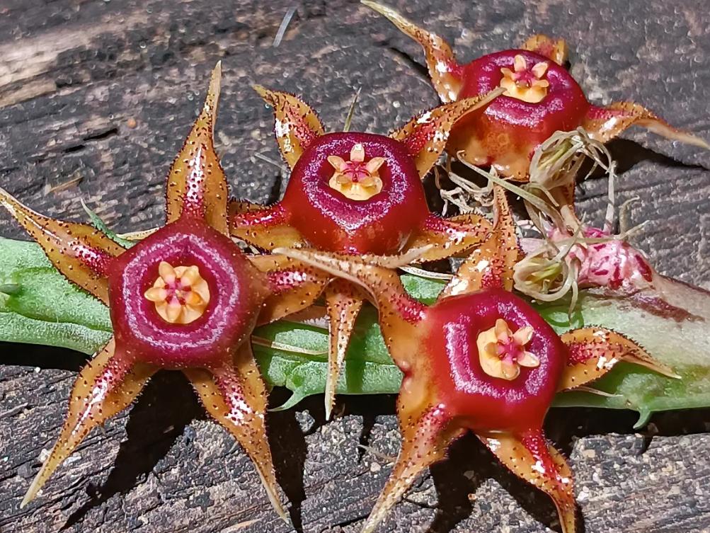 Huernia andreaeana 5 Seeds