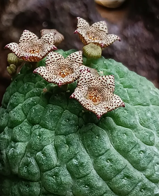 Larryleachia cactiformis 5 Seeds