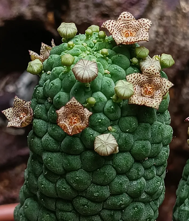 Larryleachia cactiformis 5 Seeds