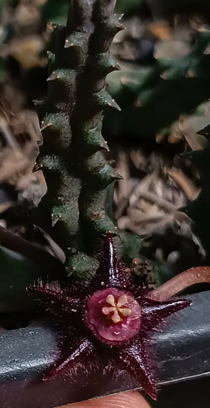 Duvalia elegans 5 Seeds