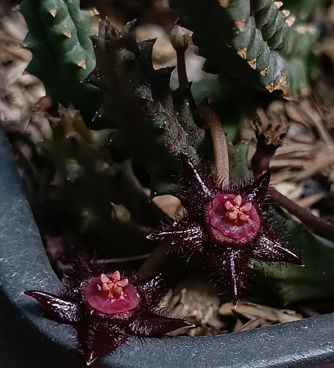 Duvalia elegans 5 Seeds