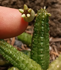 Echidnopsis insularis 5 Seeds
