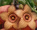 Orbea 'Golden Galaxy' 6 Seeds