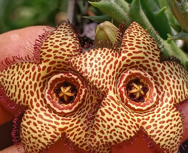 Orbea 'Golden Galaxy' 6 Seeds