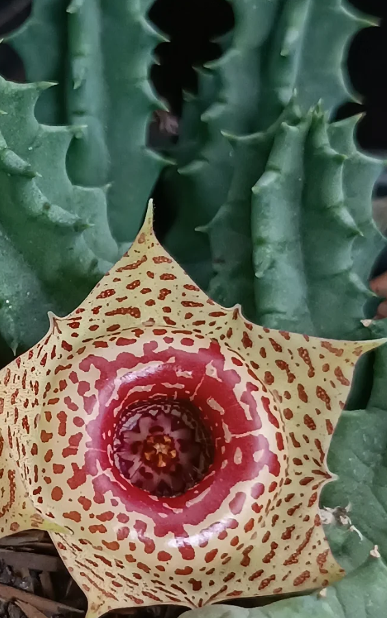 Huernia 'Leopard' 5 Seeds